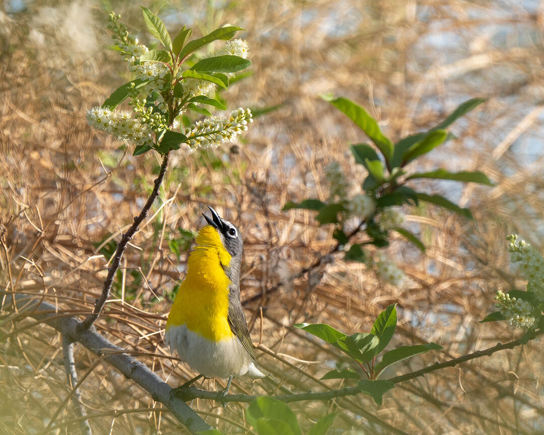 Yellow-breasted Chat singing in flowering chokecherry branch.