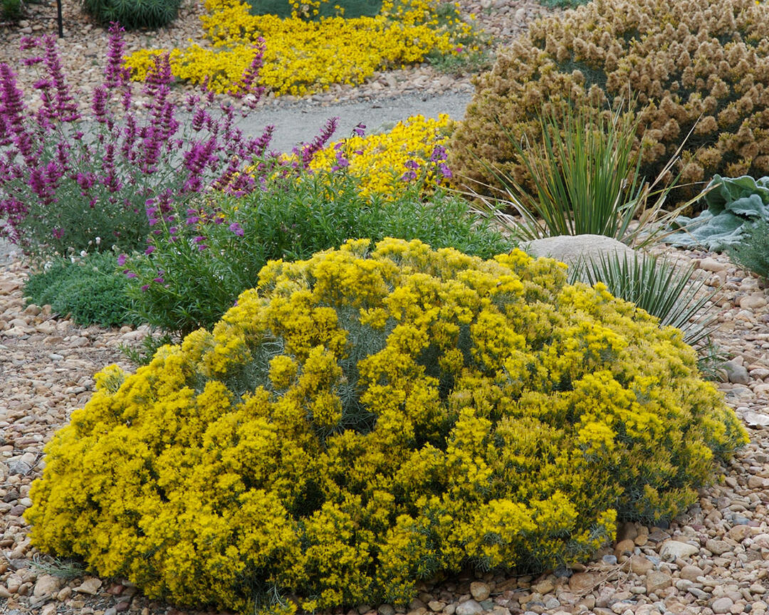 Baby Blue rabbitbush in a yard landscape.