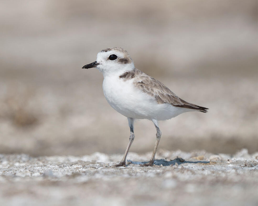 A Snowy Plover stands on sandy ground.