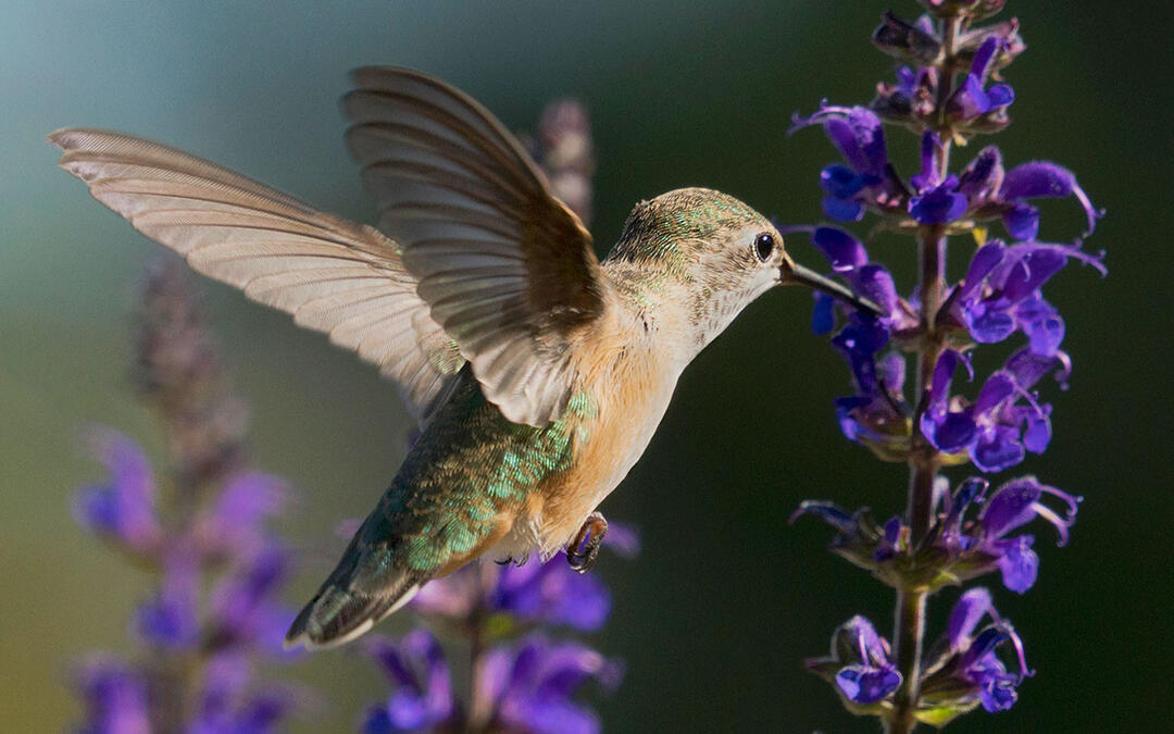 Container Garden Hummingbird Habitat | Audubon Rockies