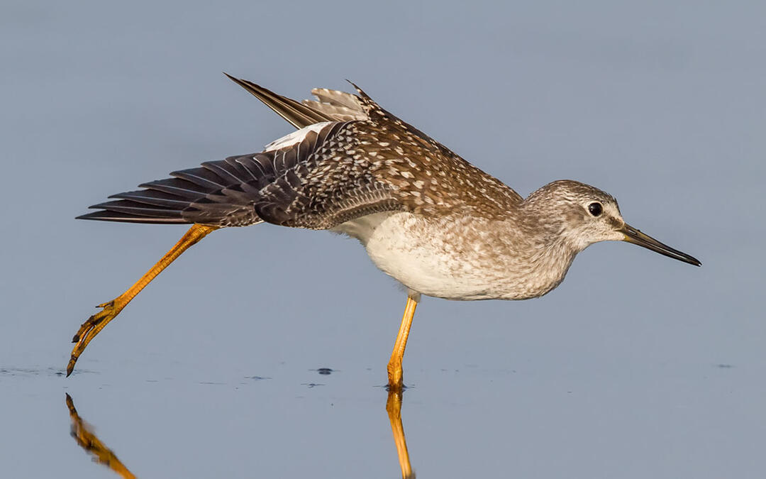 The Coming and Going of Yellowlegs at Great Salt Lake.