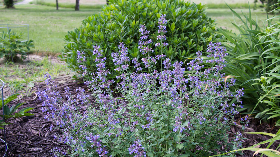 Catmint (Nepeta faassenii).