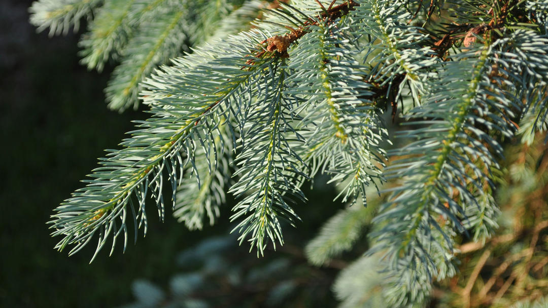Blue spruce (Picea pungens)