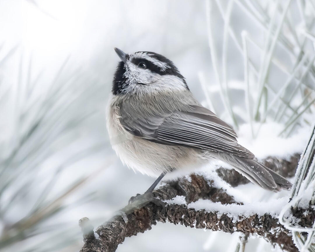 A Mountain Chickadee perches on a snowy evergreen branch.