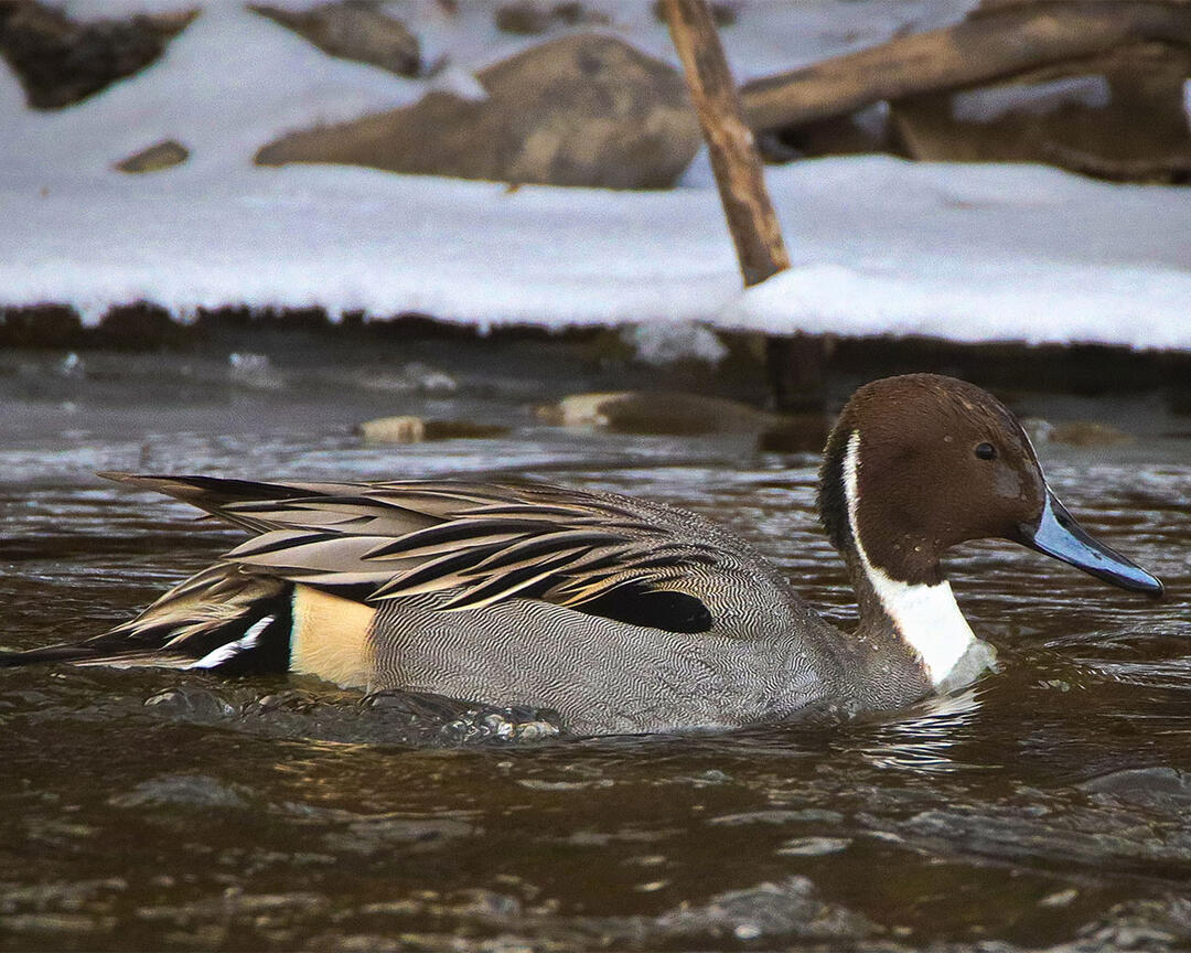 A Northern Pintail floats on a body of water.