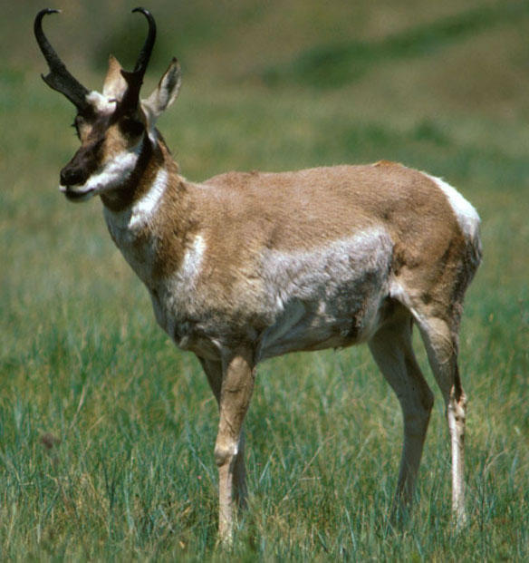 Pronghorn Antelope Audubon Rockies