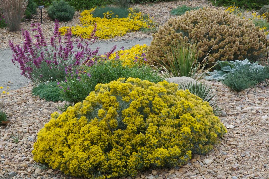 Baby Blue Rabbitbrush Shines in Fall | Audubon Rockies