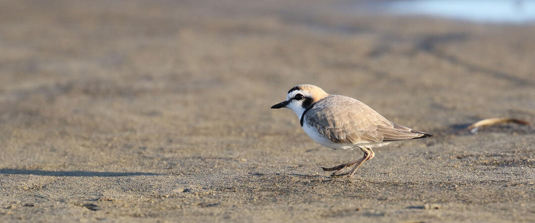 A Snowy Plover stands on sandy a shore.
