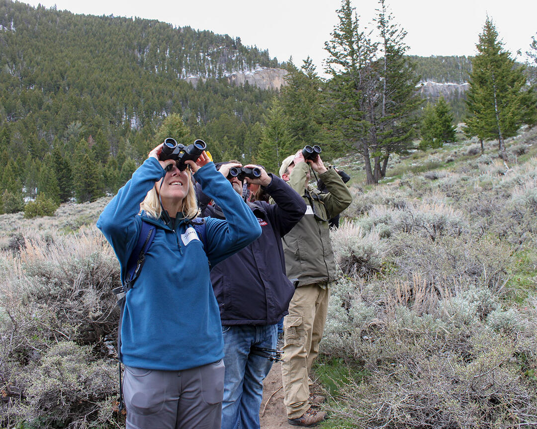People look through binoculars in sagebrush meadow.