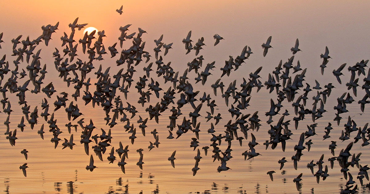 Bird Migration in the Rockies | Audubon Rockies