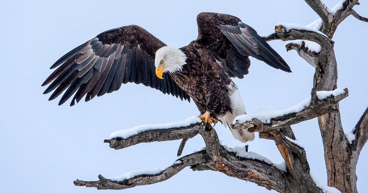 SAN FRAN - BIRDS.. YOUR SCORE PREDICTION!!!! : r/eagles