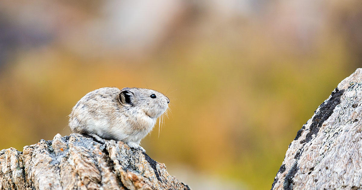 Monitoring the Adorable and Imperiled Pika